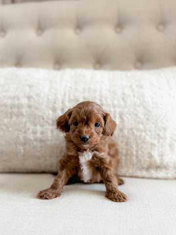 Micro F1BB Cavapoo Girl $2,500