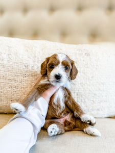 Micro/Mini Goldendoodle Girl $2,500