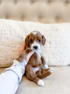 Micro/Mini Goldendoodle Girl $2,250