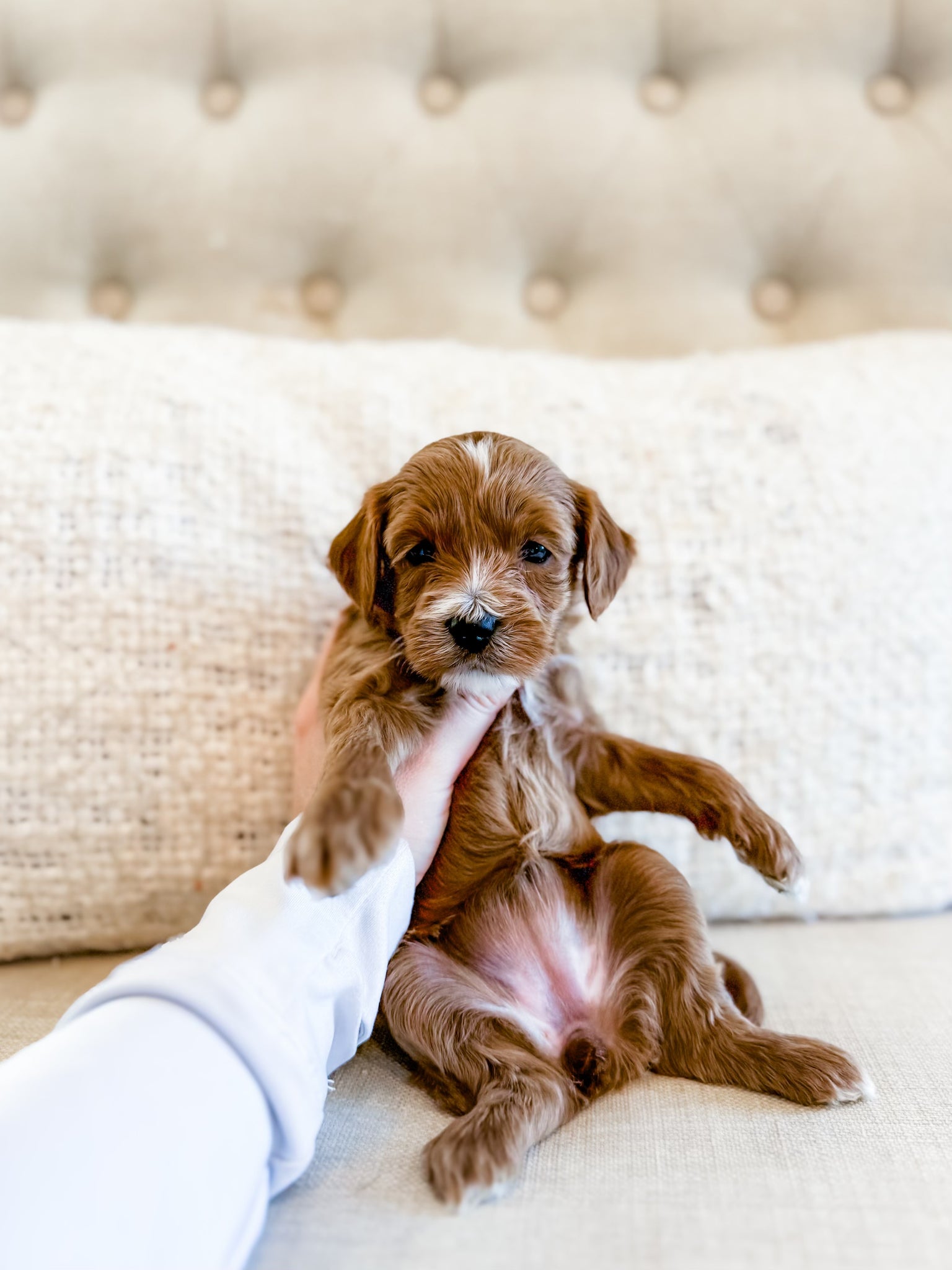 Micro/Mini Goldendoodle Girl $2,000