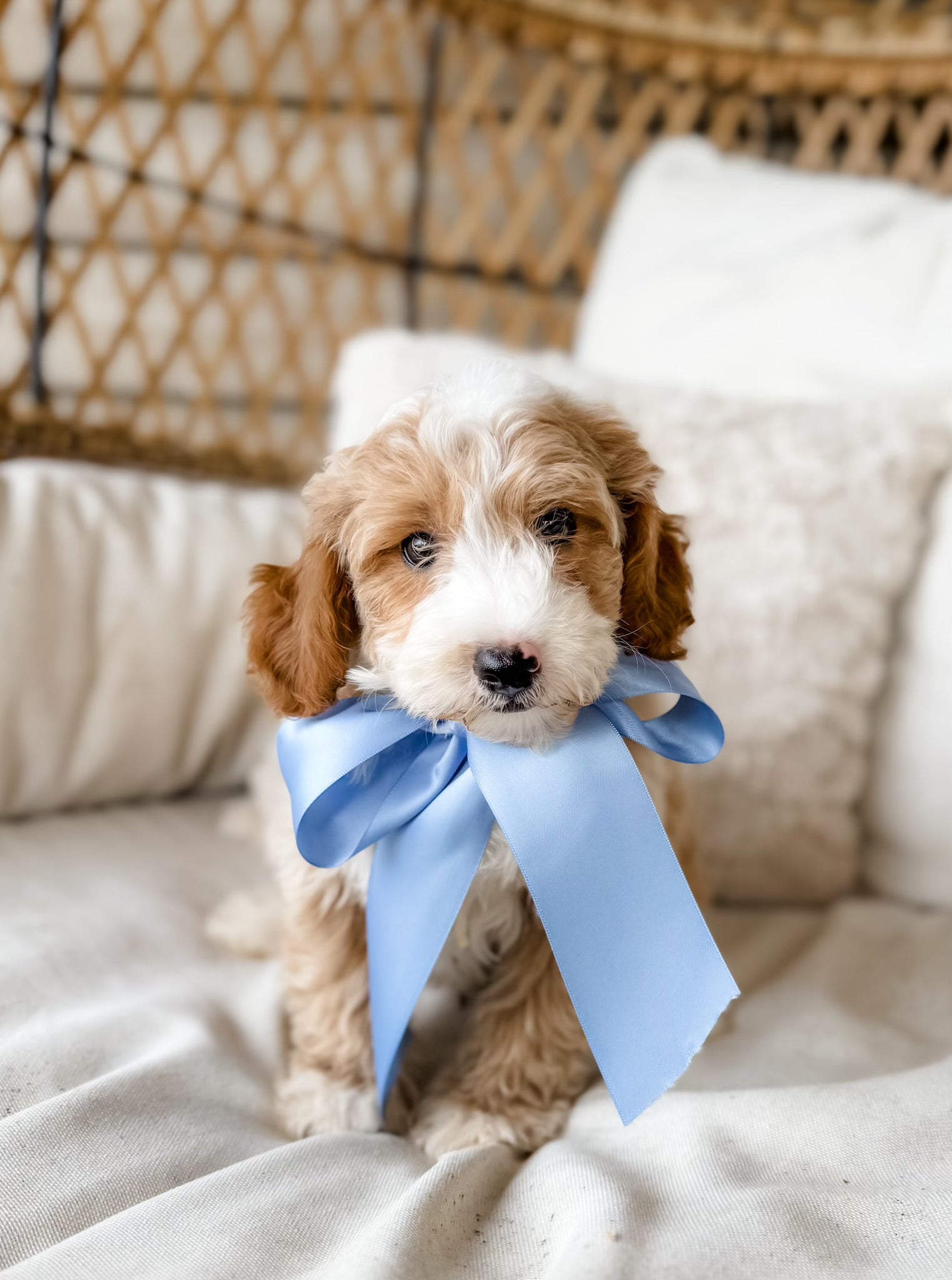 Micro Goldendoodle Boy $1,200