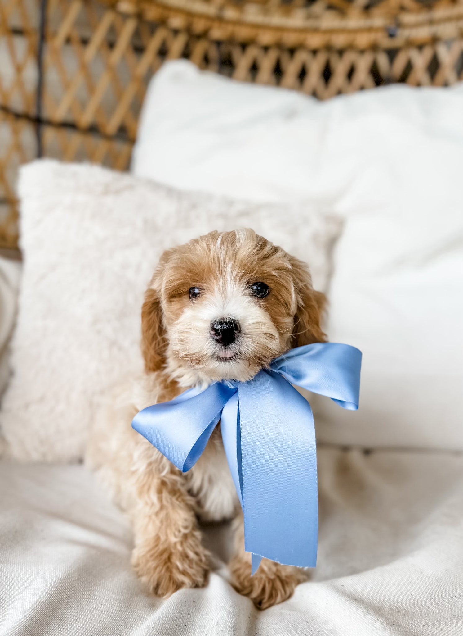 Micro Goldendoodle Boy $1,200