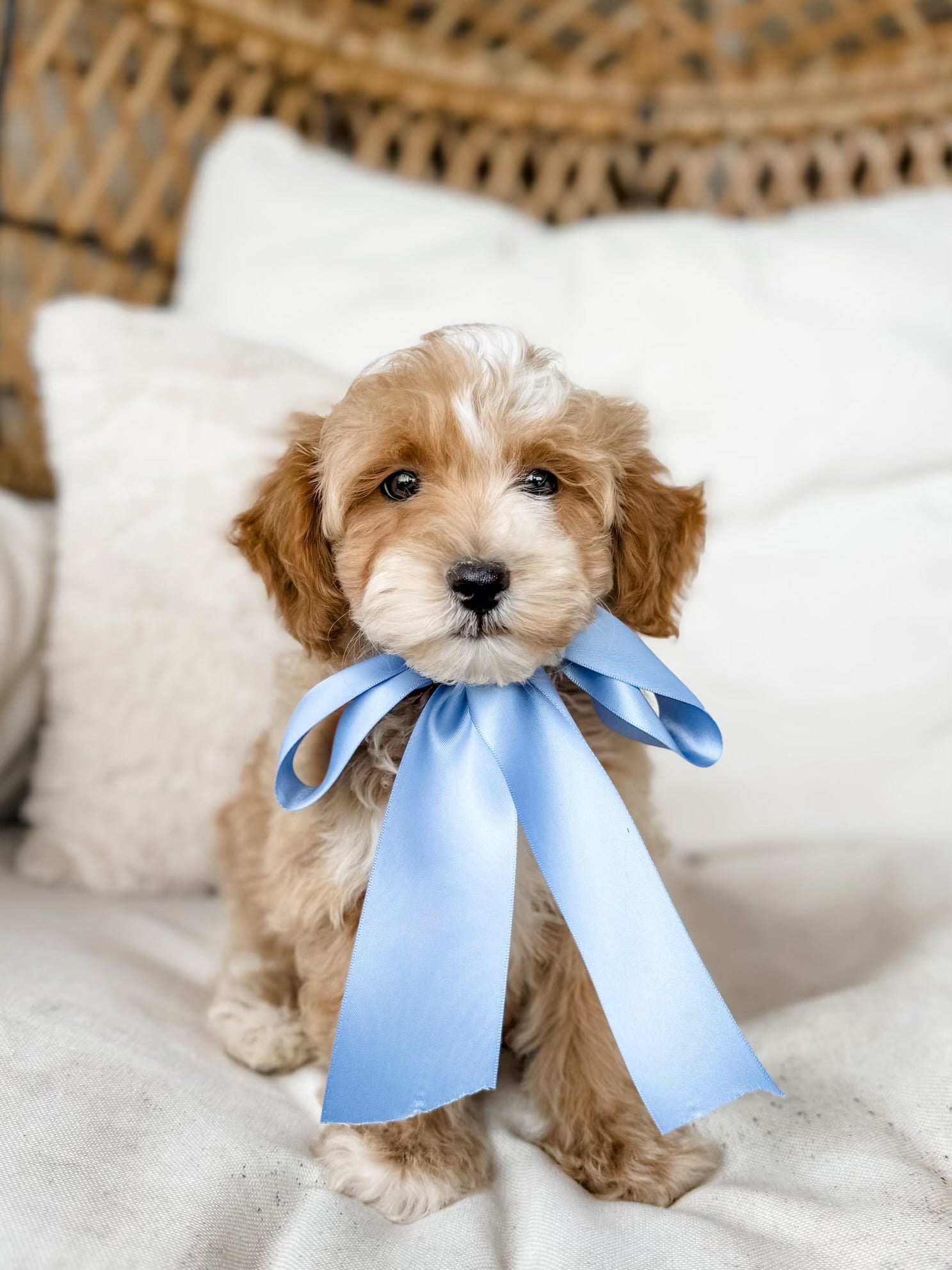 Micro Goldendoodle Boy $1,500