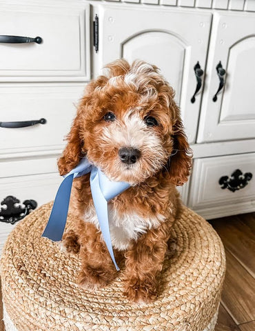 Micro Goldendoodle Boy $1,650