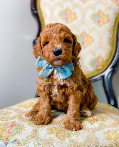 Mini/Med Goldendoodle Boy $1,500