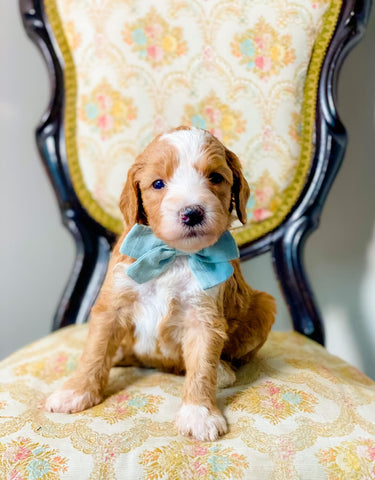 Mini/Med Goldendoodle Boy $1,500