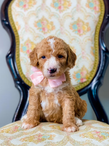 Mini/Med Goldendoodle Girl $1,500