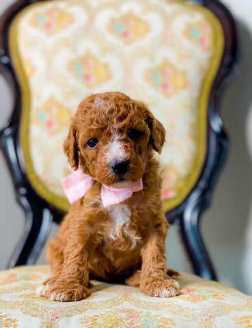 Mini/Med Goldendoodle Girl $1,500